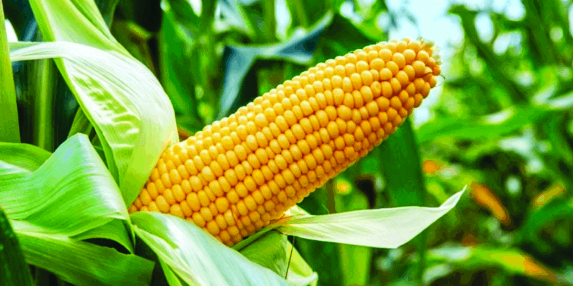 We Are Supplying Corn Starch, Glucose Syrup & Pregelatinized Starch
